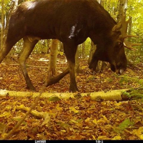 Bull moose in forest, taken with a trail camera