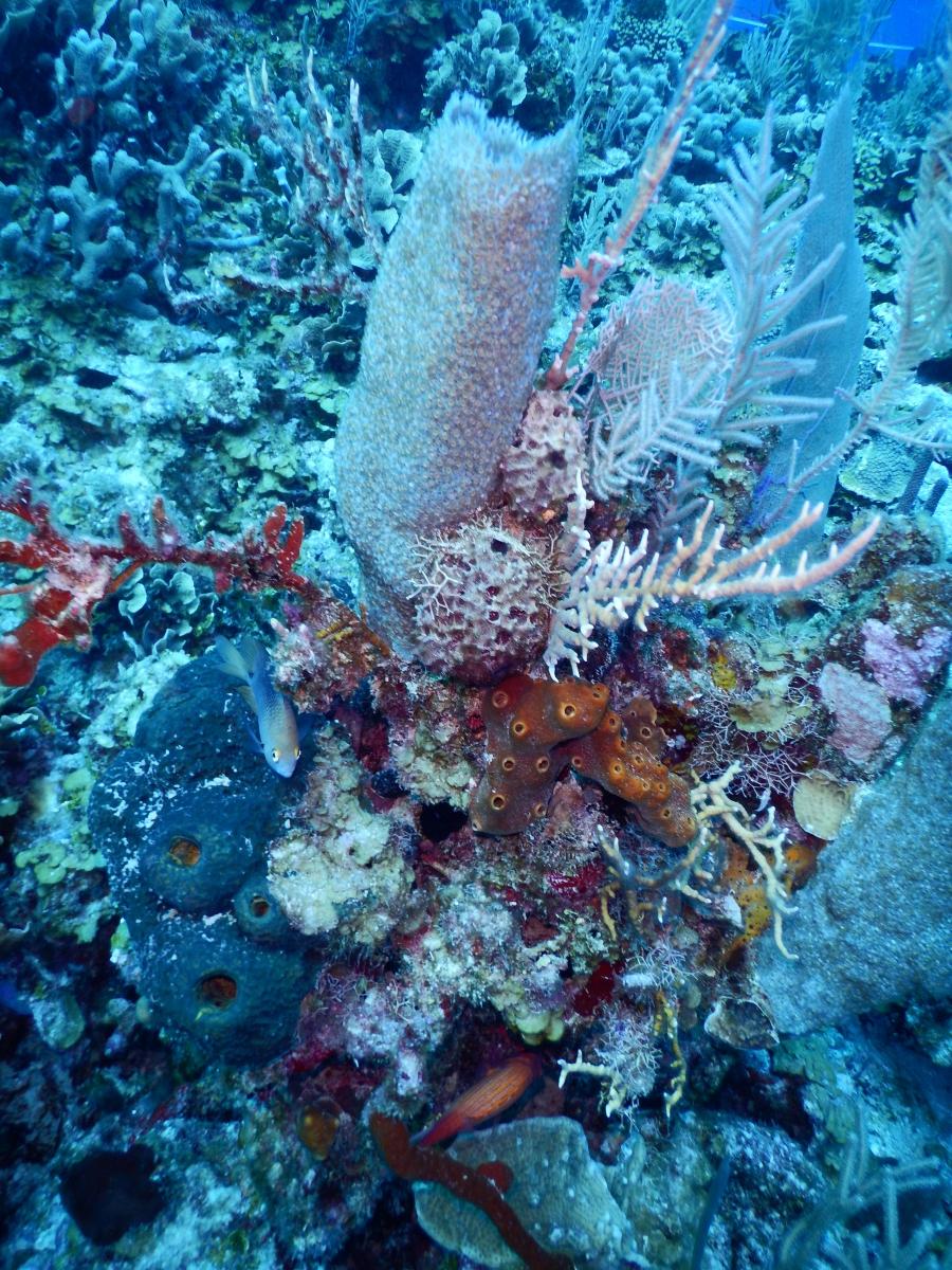 珊瑚和海绵的彩色水下图像