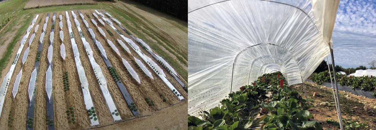 在左, a photo of strawberries growing in a low tunnel; on right, 伍德曼园艺研究农场低矮隧道的航拍照片