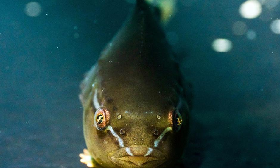 Limpfish