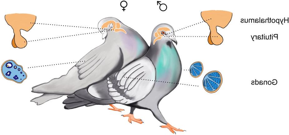 突出显示生殖内分泌学的鸽子插图