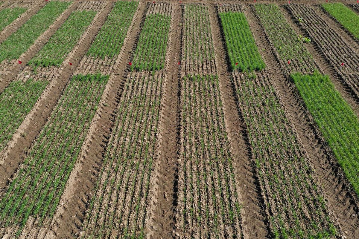 A photo showing cover crop growth at 主要研究的金曼研究农场