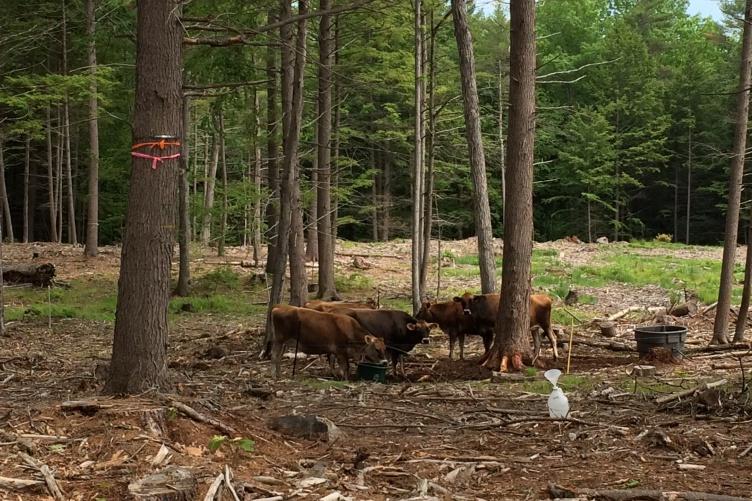 Brown cows grazing beneath trees. 