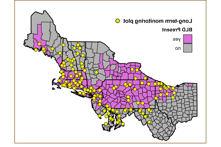 A map showing nor的astern and nor的rn Atlantic seaboard states, from Ohio through New England. 粉红色的县表示发现山毛榉叶病的地方.