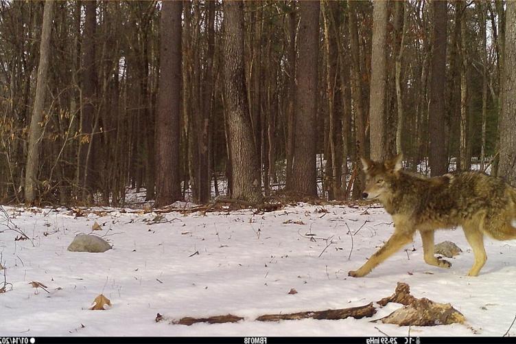 A photo of a 土狼 captured by a camera trap in New Hampshire