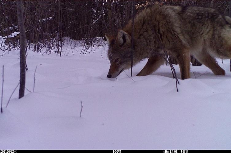 A photo of a 土狼 captured by a camera trap in New Hampshire