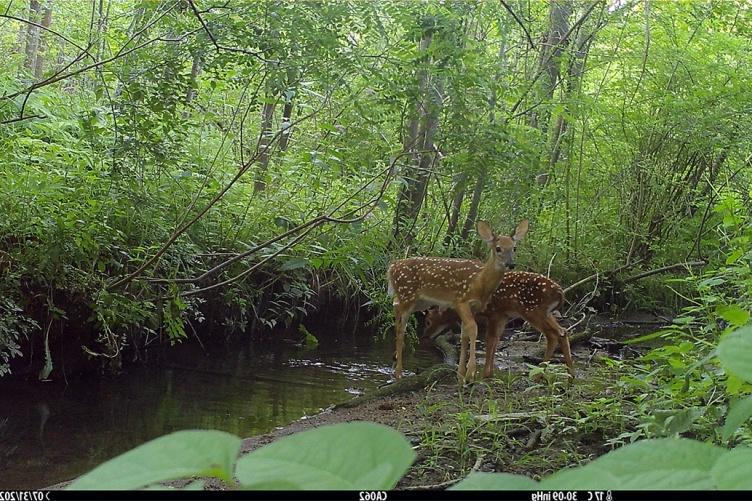 A photo of two fawns captured by a camera trap in New Hampshire