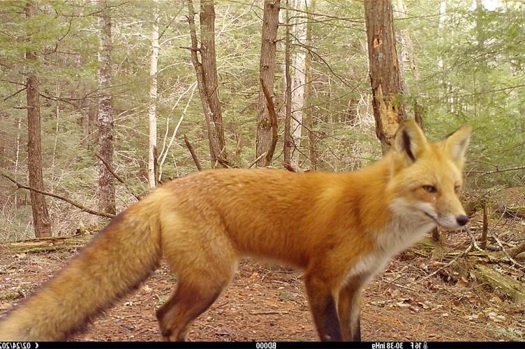 A photo of a 红狐狸 captured by a camera trap in New Hampshire