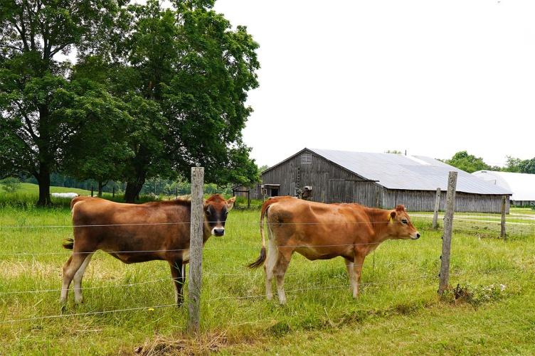 Cows in pasture at 主要研究’s organic dairy research farm.