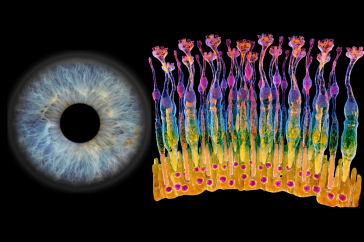 An image showing the retinal photoreceptors (left) 和一个n image of the retina (right)