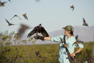  Laura Kloepper and her winged research assistant collect data on bat movement.