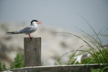 The Cod and the Tern