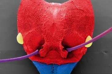 Scanning electron microscope image of ant head, colored red and blue