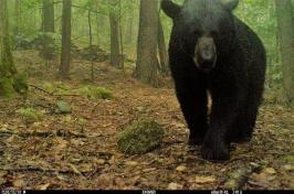 Large black bear looks directly at a trail camera