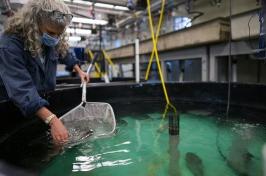 Female researcher scoops into large fish tank with net