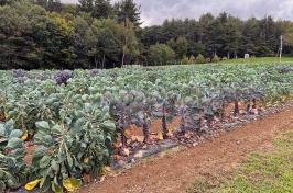 Brussels sprout plants at UNH's Woodman Horticultural Research Farm.