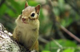 A photo of a chipmunk poised on a log in a forest. Chipmunks help disperse fungal spores.