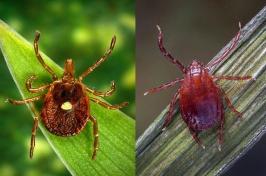 Two images, both showing two ticks on blades of grass. The tick on the left is an Asian longhorned tick. The tick on the right, with a dot on its back, is a lone star tick.