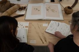 Two women look at a specimen from the Albion Hodgdon Herbarium. 的 specimen is an extinct form of crabgrass collected in 1902.