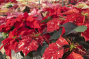 poinsettias