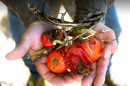 Tomato plant killed by dicamba weed killer