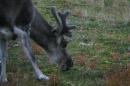 A reindeer with fuzzy antlers browses for food on the ground.