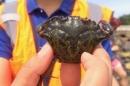 worker holding gree crab