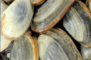 Close-up of clams