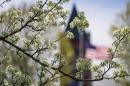 Looking through blossoms at T Hall