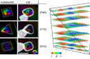 Brightly colored graphic representing theoretical simulations of magnetic fields.