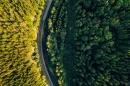 Aerial view of forest