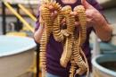 Two hands hold up several strands of whelk egg casings in the Coastal Marine Lab.