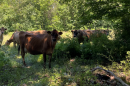 cows in field