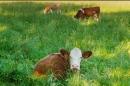 Grass-Fed Organic Dairy Management May Be Key to Sector’s Resilience in New England