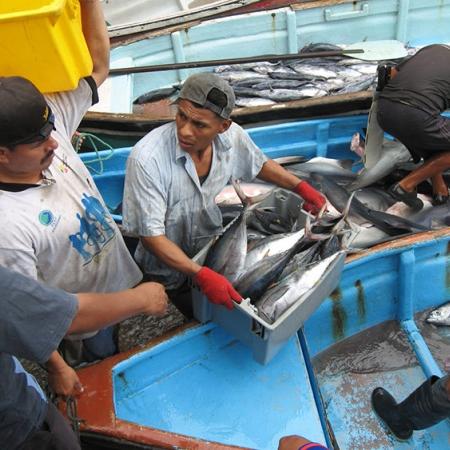 men unloading fish in a boat