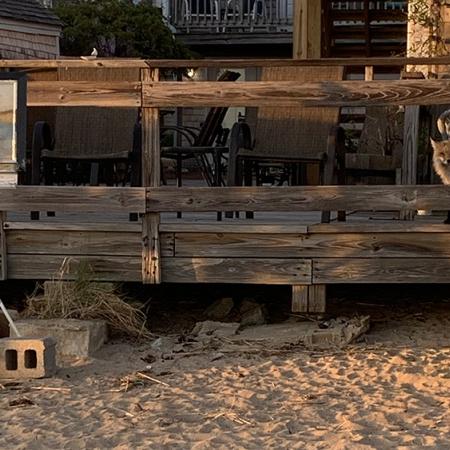 fox on the deck of a house