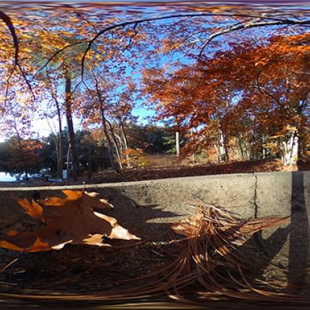 trees in autumn colors